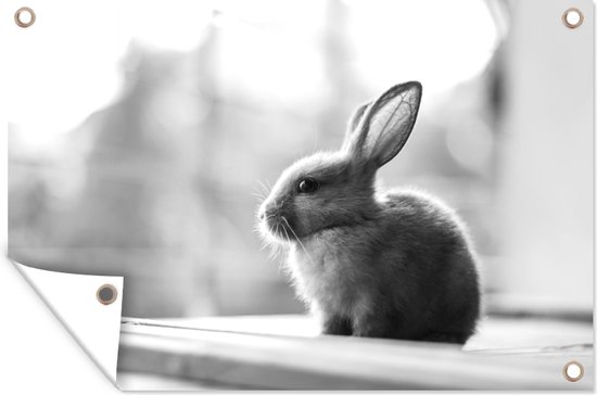 Muurdecoratie Baby konijn bij het raam - zwart wit - 180x120 cm - Tuinposter - Tuindoek - Buitenposter