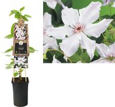 Klimplant Clematis Snow Queen (Bosrank)