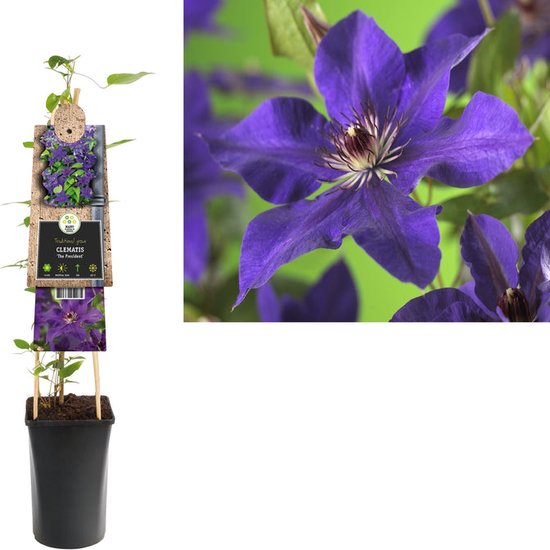 Klimplant Clematis The President (Bosrank)