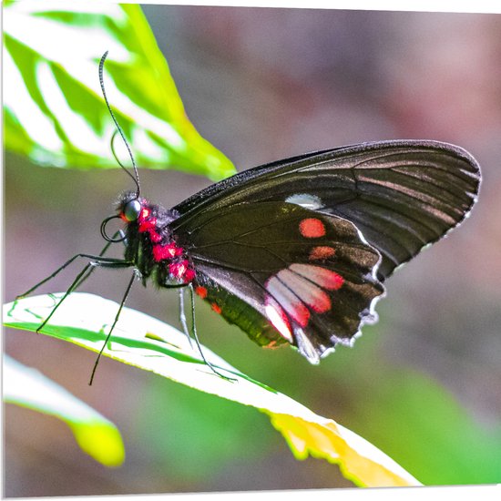 Acrylglas - Parides Photinus Vlinder op Blad van Groene Plant - 80x80 cm Foto op Acrylglas (Met Ophangsysteem)