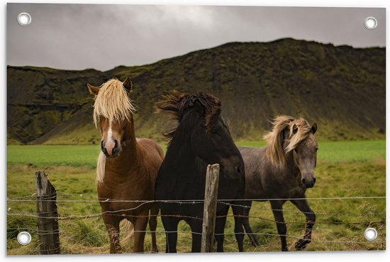 WallClassics - Tuinposter – Drietal Paarden in Verschillende Kleuren - 60x40 cm Foto op Tuinposter (wanddecoratie voor buiten en binnen)