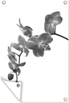 Muurdecoratie Orchidee tegen witte achtergrond - zwart wit - 120x180 cm - Tuinposter - Tuindoek - Buitenposter