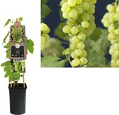 Klimplant Vitis Himrod (pitloze druif)