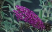 Buddleja davidii 'Nanho Purple' - Vlinderstruik 40 - 60 cm in pot