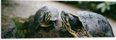 WallClassics - Dibond - Twee Groene Schildpadden op een Rots - 120x40 cm Foto op Aluminium (Wanddecoratie van metaal)