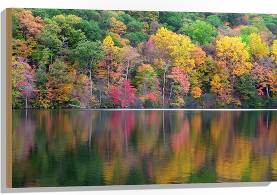 Hout - Verschillende Kleuren Bomen in Bos aan het Water - 90x60 cm - 9 mm dik - Foto op Hout (Met Ophangsysteem)