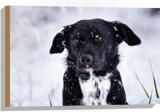 Hout - Zwart met Witte Hond in Sneeuwlandschap - 60x40 cm - 9 mm dik - Foto op Hout (Met Ophangsysteem)