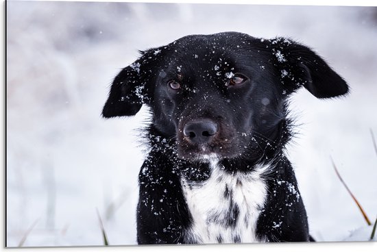 Dibond - Zwart met Witte Hond in Sneeuwlandschap - 75x50 cm Foto op Aluminium (Met Ophangsysteem)