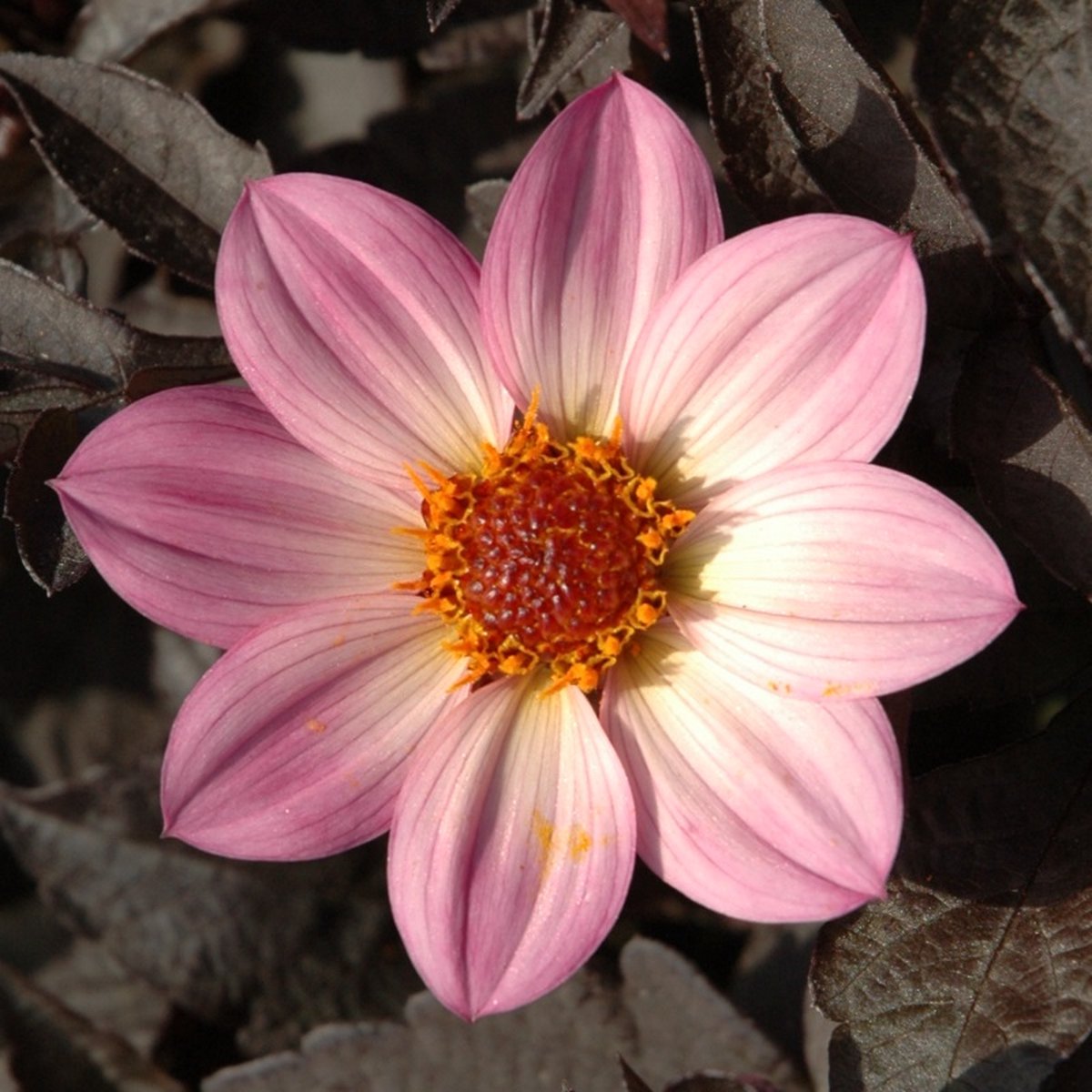 Dahlia Happy Days Pink | 1 stuk | Enkelbloemige Dahlia | Bij en vlinderlokkend | Knol | Geschikt voor in Pot | Roze | Dahlia Knollen van Top Kwaliteit