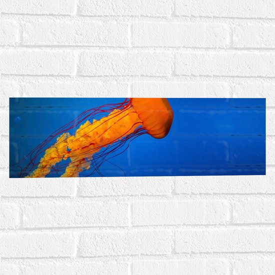 WallClassics - Muursticker - Oranje Kwal Zwemmend in Donker Blauwe Oceaan - 60x20 cm Foto op Muursticker