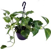 Scindapsus Aureum (hangplant) ↨ 30cm - Kamerplant - Scindapsus - Plant - Planten