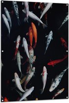 WallClassics - Tuinposter – Koi Karper Vissen - 100x150 cm Foto op Tuinposter (wanddecoratie voor buiten en binnen)