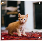 WallClassics - Tuinposter – Kitten in een Huiskamer - 50x50 cm Foto op Tuinposter (wanddecoratie voor buiten en binnen)