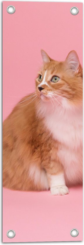 WallClassics - Tuinposter – Oranje Kat met Witte Vlek op Roze Achtergrond - 20x60 cm Foto op Tuinposter (wanddecoratie voor buiten en binnen)
