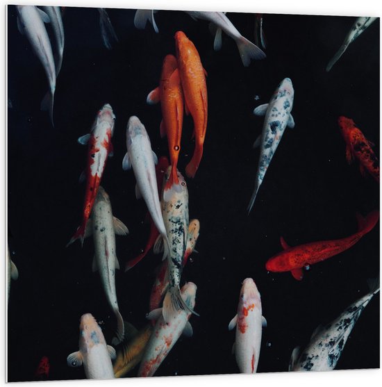 WallClassics - Plaque de Mousse PVC - Pêche Carpe Koi - 100x100 cm Photo sur Plaque de Mousse PVC