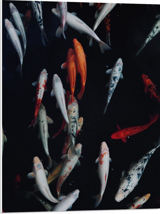 WallClassics - Plaque en Mousse PVC - Pêche Carpe Koi - Photo 60x80 cm sur Plaque en Mousse PVC (Avec Système d'accrochage)