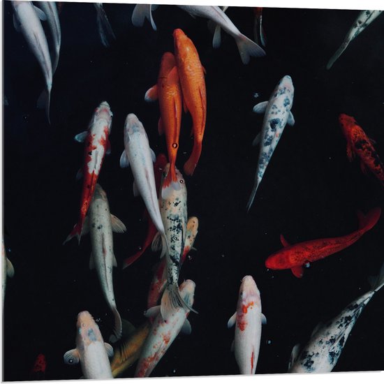 WallClassics - Acrylglas - Koi Karper Vissen - 80x80 cm Foto op Acrylglas (Met Ophangsysteem)