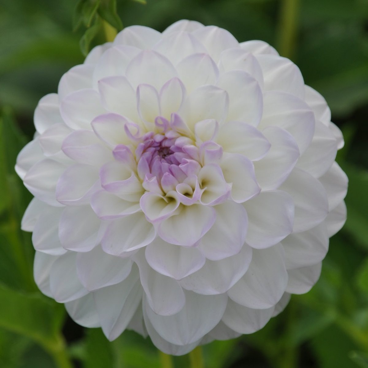 Dahlia Eveline | 6 stuks | Decoratieve Dahlia | Knol | Snijbloem | Lila | Wit | Dahlia Knollen van Top Kwaliteit | 100% Bloeigarantie | QFB Gardening
