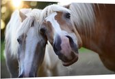 WallClassics - Dibond - Poserende Paarden voor Camera - 150x100 cm Foto op Aluminium (Wanddecoratie van metaal)