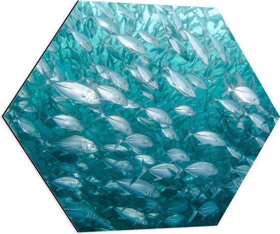 WallClassics - Dibond Hexagon - School Vissen onderwater - 80x69.6 cm Foto op Hexagon (Met Ophangsysteem)