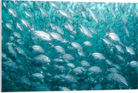 WallClassics - Acrylglas - School Vissen onderwater - 90x60 cm Foto op Acrylglas (Met Ophangsysteem)