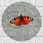 WallClassics - Muursticker Cirkel - Oranje Dagpauwoog Vlinder - 30x30 cm Foto op Muursticker