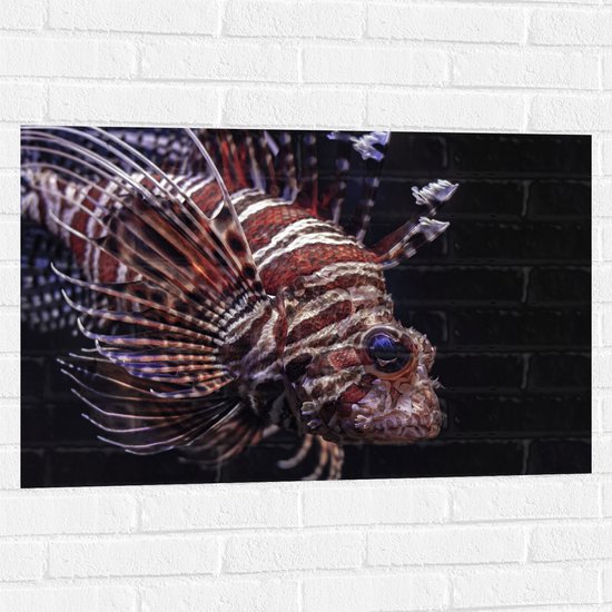 WallClassics - Muursticker - Rode met Witte Koraalduivel - 90x60 cm Foto op Muursticker