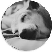 WallClassics - Dibond Muurcirkel - Slapende Hond - Zwart Wit - 50x50 cm Foto op Aluminium Muurcirkel (met ophangsysteem)