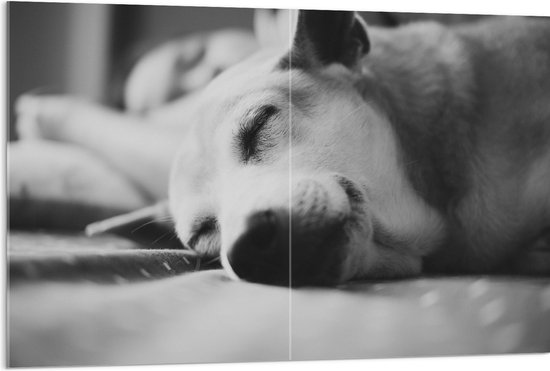 WallClassics - Acrylglas - Slapende Hond - Zwart Wit - 120x80 cm Foto op Acrylglas (Wanddecoratie op Acrylaat)