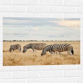 Muursticker - Trio van Grazende Zebra's in Droog Afrikaans Landschap - 75x50 cm Foto op Muursticker