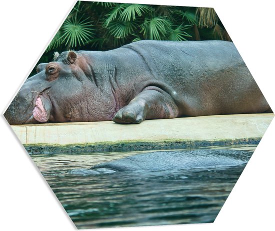 PVC Schuimplaat Hexagon - Uitrustend Nijlpaard op Land langs Water - 80x69.6 cm Foto op Hexagon (Met Ophangsysteem)