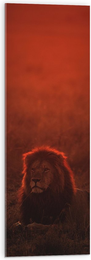Lion couché avec crinière dans une lueur orange, debout dans l'herbe.