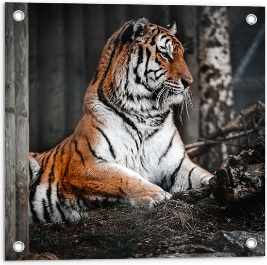 WallClassics - Poster de jardin - Tigre assis par Terre dans la forêt - 50x50 cm Photo sur poster de jardin (décoration murale pour extérieur et intérieur)