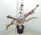 Berberis ottawensis 'Superba' - Zuurbes 40 - 50 cm in pot