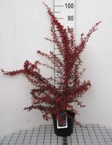 Berberis thunbergii 'Rose Glow' - Japanse Zuurbes, Rode Japanse Zuurbes 30 - 40 cm in pot