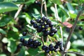 Aronia melanocarpa - Appelbes 40 - 60 cm in pot