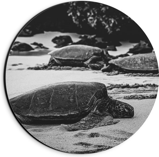 WallClassics - Dibond Muurcirkel - Reuzeschildpadden op het Strand - Zwart Wit - 20x20 cm Foto op Aluminium Muurcirkel (met ophangsysteem)