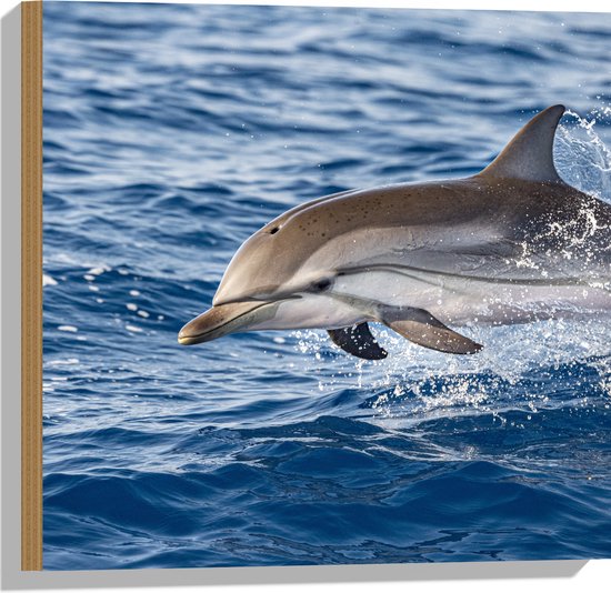 Hout - Springende Tevreden Dolfijn - 50x50 cm - 9 mm dik - Foto op Hout (Met Ophangsysteem)
