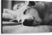 WallClassics - Canvas - Slapende Hond - Zwart Wit - 120x80 cm Foto op Canvas Schilderij (Wanddecoratie op Canvas)