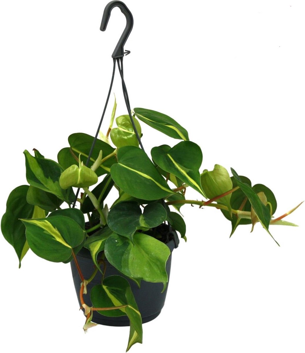 Philodendron Scandens hangplant