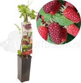 Frambraam - Rubus Tayberry - Kruising tussen braam, framboos en loganbes - bramenstruik - eigen fruit kweken