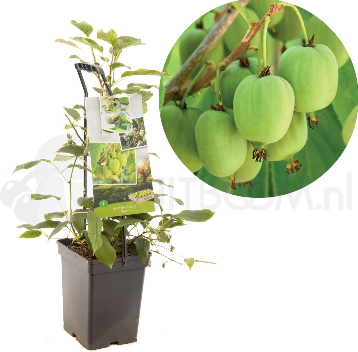 Actinidia arguta Issai