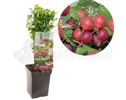 Bessenstruik Ribes Hinnonmäki Röd - Rode kruisbes 18cm