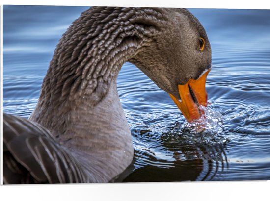 WallClassics - Plaque de Mousse PVC - Oie Sombre avec Bec Oranje dans Water - 75x50 cm Photo sur Plaque de Mousse PVC