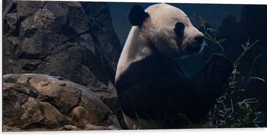 WallClassics - Dibond - Etende Panda op een Rots - 100x50 cm Foto op Aluminium (Met Ophangsysteem)