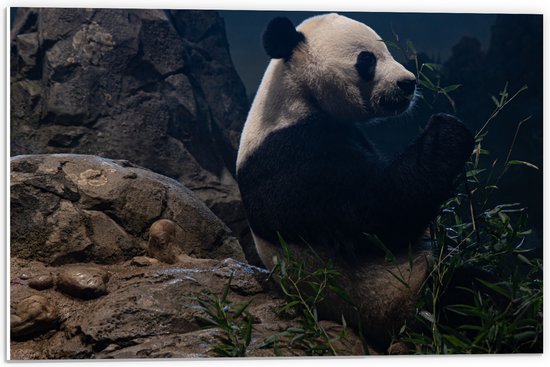 WallClassics - Panneau en mousse PVC – Panda mangeant sur un rocher – Photo 60 x 40 cm sur panneau en mousse PVC