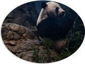 WallClassics - PVC Schuimplaat Ovaal - Etende Panda op een Rots - 96x72 cm Foto op Ovaal (Met Ophangsysteem)