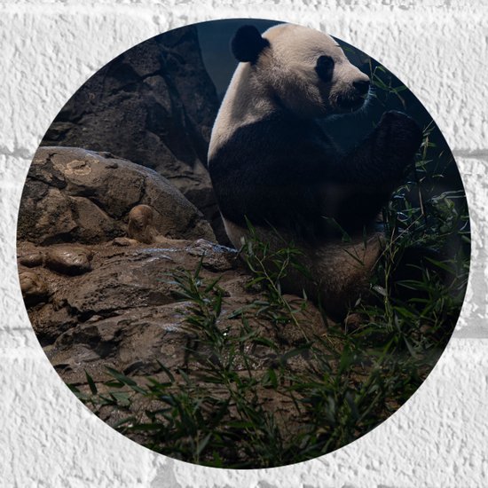 WallClassics - Muursticker Cirkel - Etende Panda op een Rots - 20x20 cm Foto op Muursticker