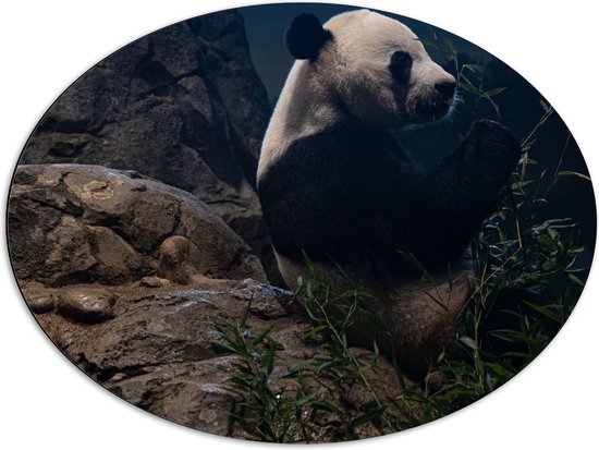 WallClassics - Dibond Ovaal - Etende Panda op een Rots - 80x60 cm Foto op Ovaal (Met Ophangsysteem)