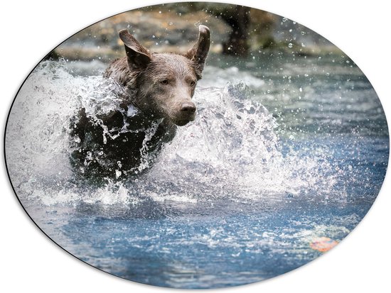 WallClassics - Dibond Ovaal - Bruine Hond Rennend door het Water - 68x51 cm Foto op Ovaal (Met Ophangsysteem)